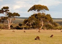 Australie en famille : 14 jours