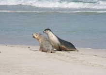 Pack Adélaïde en français : 4 jours