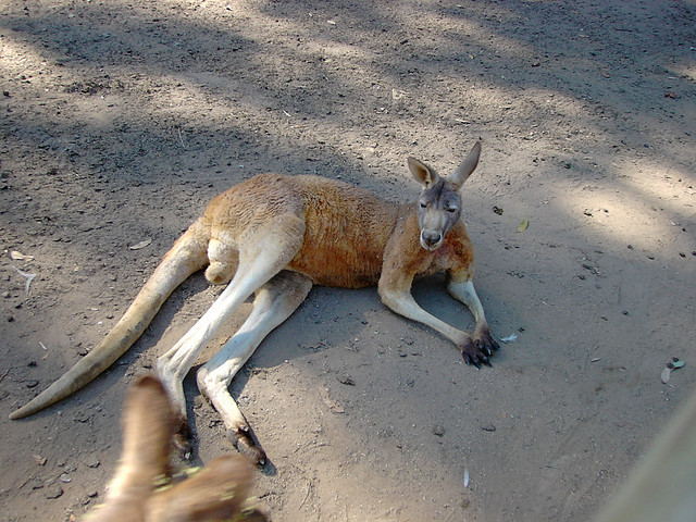 La C te Sud Australienne En Camping Car 18 JoursPlan te Australie